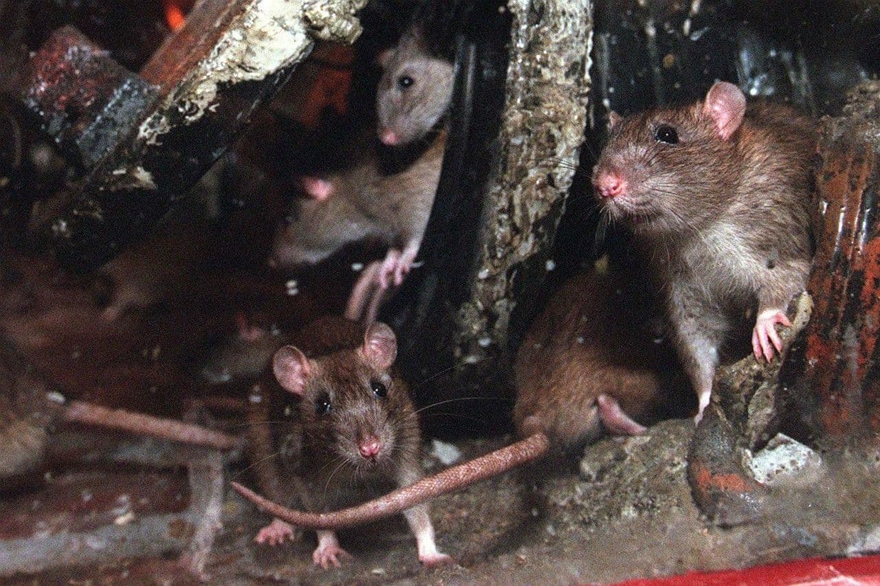 Snuffelende ratten staan symbool voor de verloedering van de Hoofdstraat in Hoensbroek: ‘Kom eens een maand in mijn flatje wonen!’